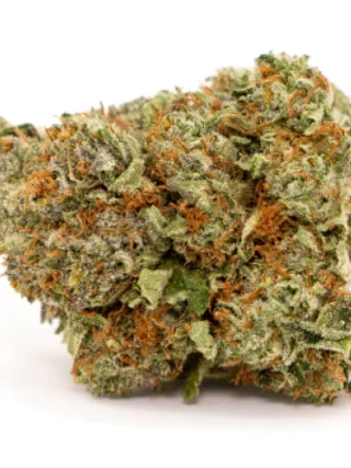 Cheetah Piss Marijuana Strain