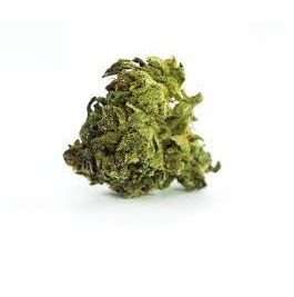 Green Dragon Marijuana Strain
