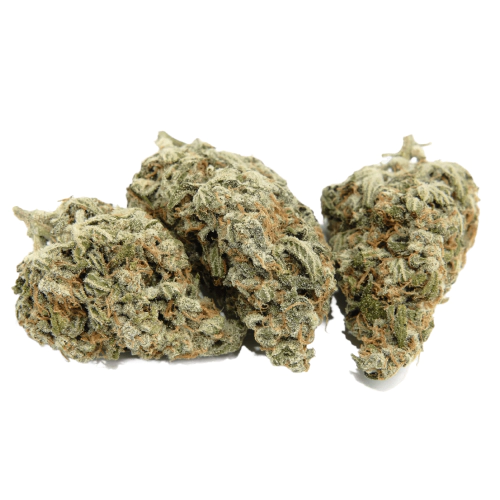 Jenny Kush Cannabis Strain