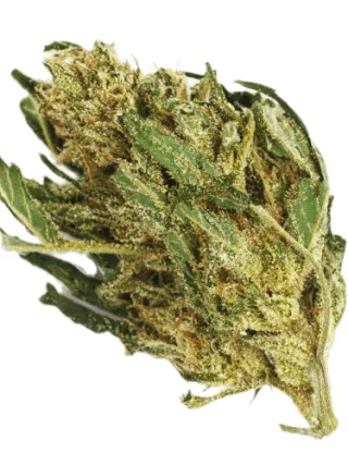 Lions Gate Marijuana Strain