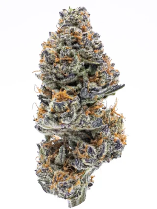 Northern Lights Weed Strain
