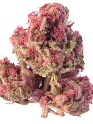Orange Sherbet Marijuana Strain