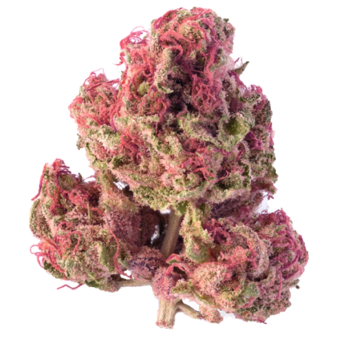 Orange Sherbet Marijuana Strain