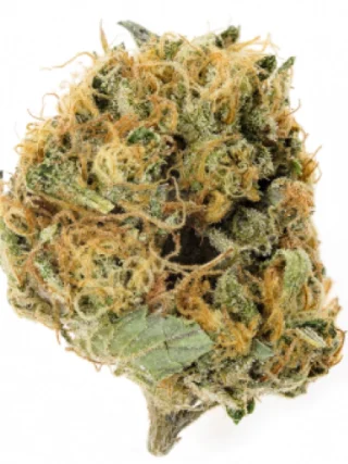 Purple Skunk Cannabis Strain
