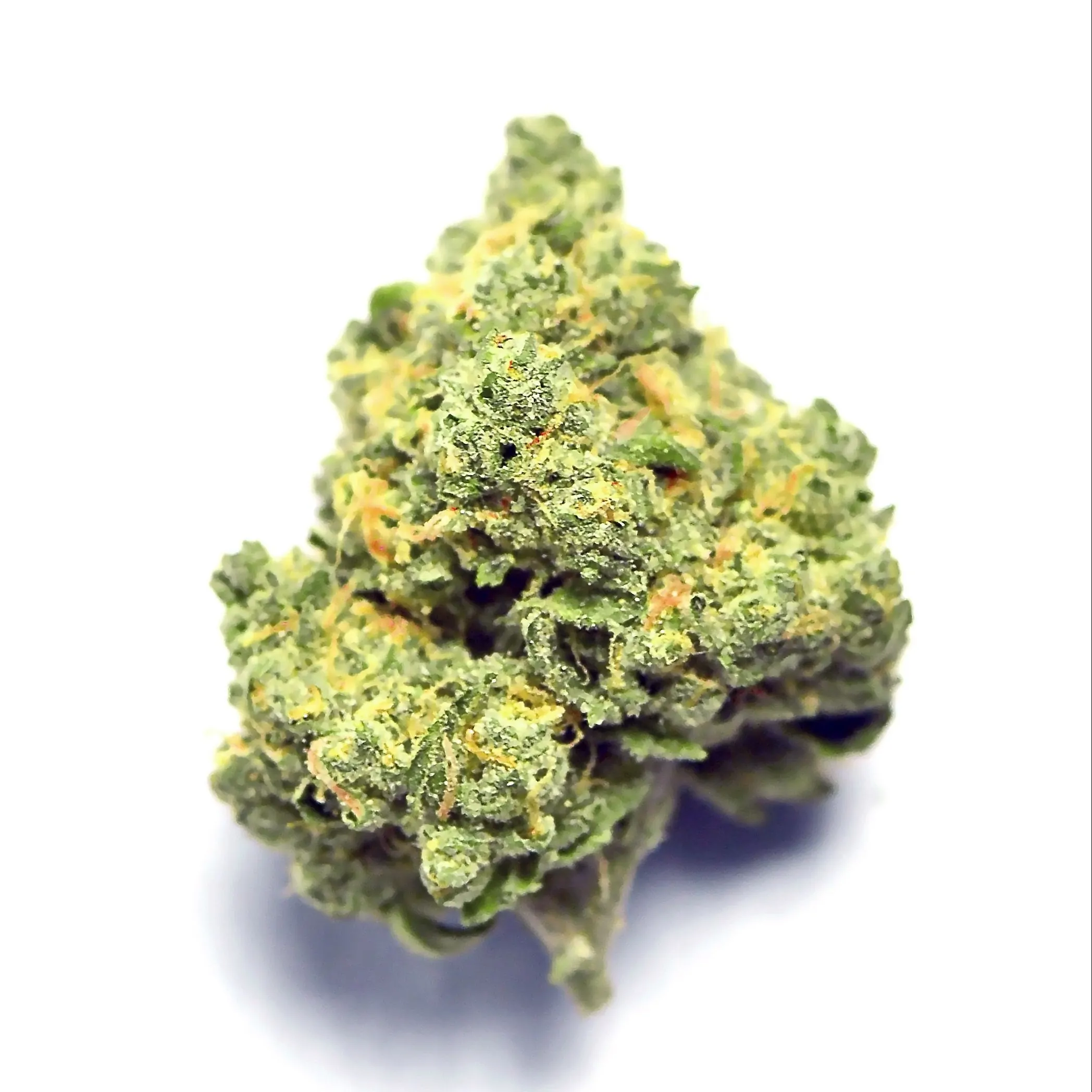 Sour Banana Sherbet Weed Strain
